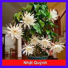 Mua HOA NHẬT QUỲNH (BÔNG SIÊU TO) - Hoa thơm nở quanh năm