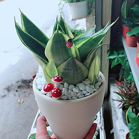 Mua Chậu lưỡi hổ thái búp sen