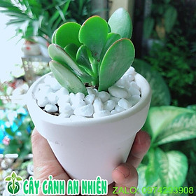 Chậu Cây Sen Ngọc Bích Mini