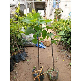 Mua Cây giống sung mỹ