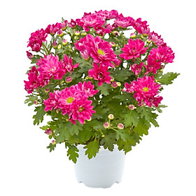 Hoa Cúc Hồng Mẫu 2
