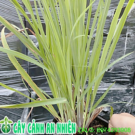 Mua Bụi Cây Sả