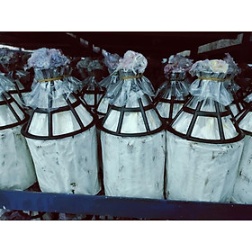 Mua meo giồng nấm sò