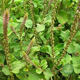 Mua Cây cỏ xước khô