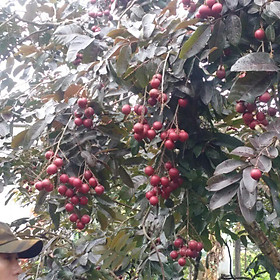 Mua giống cây nhãn tím