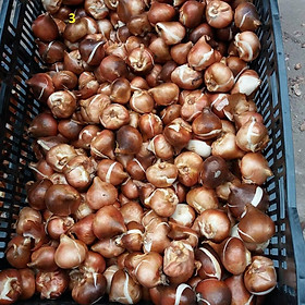 Củ giống hoa TULIP loài hoa đặc trưng của Hà Lan rất được ưa chuộng biểu tượng cho sự mạnh mẽ
