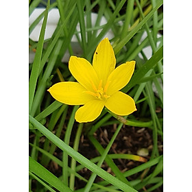 Mua Củ huệ mưa Citrina màu vàng đậm