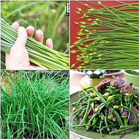 Mua Hạt giống Rau Hẹ Ta Ăn Lá - 2gram/gói ( 600 hạt )