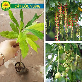 Hình ảnh Cây Lộc Vừng giống chất lượng - Cây phong thủy