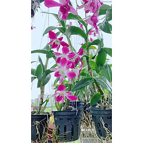 Mua Chậu Lan Denro Sẵn Hoa