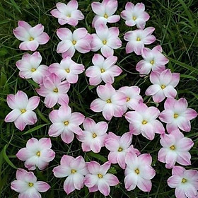 Mua Huệ mưa ngoại Lily