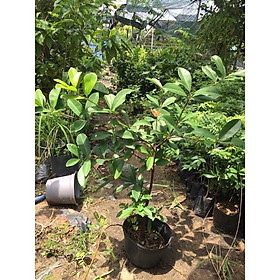 Mua cherry brazil cây cao khoảng 1m nuôi bầu ổn định