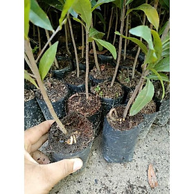 Mua Cây mai con quấn rễ