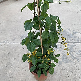 Mua Chậu lan hoàng dương  hoa chuỗi vàng thân leo dài 75cm  tốc độ leo giàn cực nhanh  cây hoa trồng leo ban công  tường rào