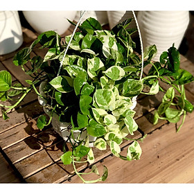 Mua Chậu treo cây trầu bà Cẩm Thạch