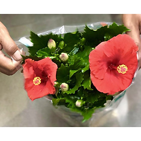Chậu hoa râm bụt BS10