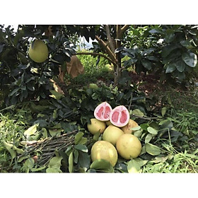 ️FREE SHIP️️CÂY GIỐNG BƯỞI TAM HỒNG