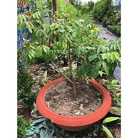 Mua Cây nhãn Lồng ng siêu trái