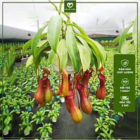 Cây Nắp Ấm Treo - Cây Bắt Mồi