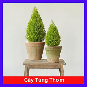 Hình ảnh Cây tùng thơm cao 25-30 cm trang trí noen