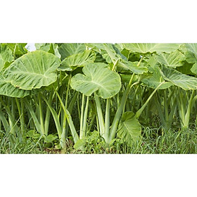 Cây dọc mùng  nấu canh chua - cây và củ giống bao trồng lên cây