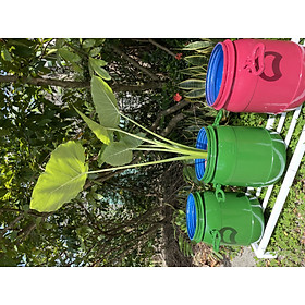 Chậu trồng cây bằng Phuy Sơn gia công - Chất liệu nhựa siêu bền với thời gian và được phun sơn mỹ thuật