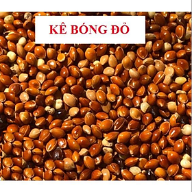 200G HẠT KÊ BÓNG ĐỎ KÊ ĐỎ HẠT TO CHO CHIM CẢNH, VẸT, YẾN PHỤNG