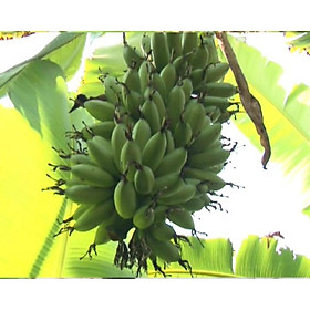 Mua Cây giống Chuối Cau .