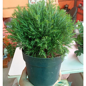 Cây Tùng Bồng Lai - Cây mini để bàn - Dài 12 x Rộng 12 x Cao 30 cm
