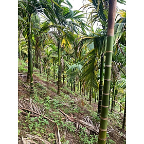 Mua combo 10 cây cau cao