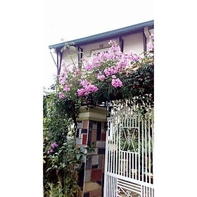 Mua Hồng thiên hương Hoa leo đẹp dễ trồng