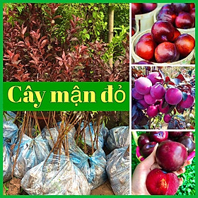 Cây mận đỏ nhập khẩu Đài Loan