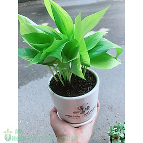 Mua Chậu Cây Trầu Bà Thái