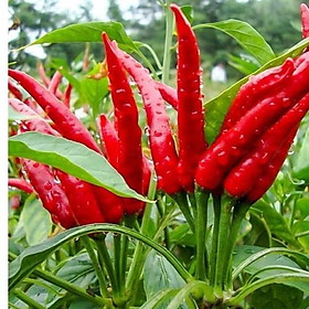 Mua ỚT CHỈ THIÊN SIÊU CAY F1 ( ớt trái chổng ngược)