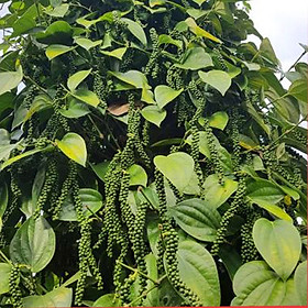 Mua Giống Tiêu Srilanka Giống Hồ Tiêu Năng Suất Cao Nhất ( cây giống có bảo hành)