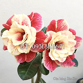 Cây hoa sứ kép giống Ấn Độ thân lùn hoa vàng đỏ nhiều tầng – Mã số 1783