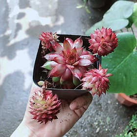 Mua Sen Đá Phật Bà Đỏ