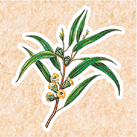 Nhang sạch Liên Tâm 29cm Hộp 50 cây - Ít khói, nhang sen 100% từ thiên nhiên, trầm hương nguyên chất, khuynh diệp, sả chanh