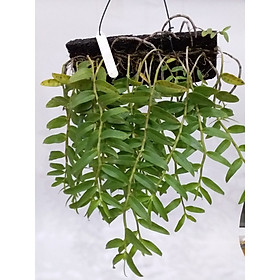 Phong lan lữ bố thiên cung
