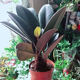 Mua Cây Búp Đa Đỏ