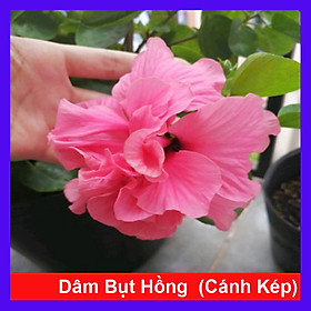 Cây Hoa Dâm Bụt Hồng - cây cảnh vườn + Tặng phân bón cho cây mau lớn