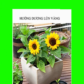 Combo gói 500 hạt giống hoa hướng dương lùn vàng