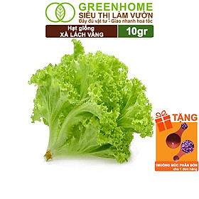 Mua Hạt Giống Rau Xà Lách Vàng Greenhome  Gói 10g  Dễ Trồng Quanh Năm  Nảy Mầm Cao  Thu Hoạch Nhanh  Năng Suất Cao R13