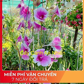 Mua Hoa lan dendro yaya