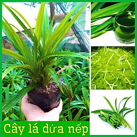 Mua CÂY LÁ DỨA NẾP BẦU 1-3 CÂY DÙNG LẤY LÁ ĐỒ XÔI  ĐUN NƯỚC UỐNG (ảnh thật hình cuối)