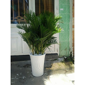 Cây cau tiểu trâm văn phòng