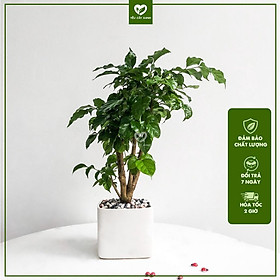 Cây Hạnh Phúc bonsai để bàn kèm chậu gốm