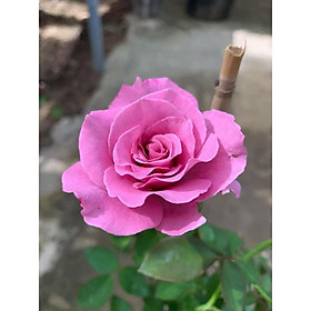 Mua Hoa Hồng ngoại- bầu to cây trưởng thành- đủ loại chọn mặt hoa theo yêu cầu