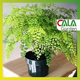 Cây Tóc Thần Vệ Nữ - Cây Để Bàn, Cây Văn Phòng, Trang Trí Nội Thất, Kèm Chậu Nhựa