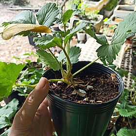 Mua Combo 2 Cây Giống Dâu Tây Nhật Giống Dâu Tây